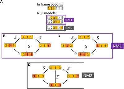 No evidence for widespread positive selection on double substitutions within codons in primates and yeasts